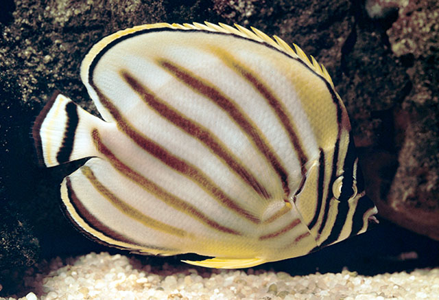 Chaetodon ornatissimus