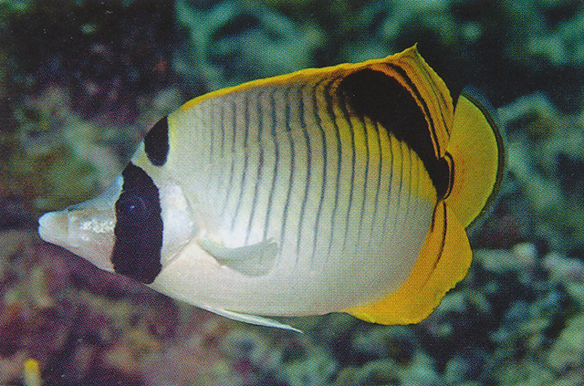 Chaetodon oxycephalus