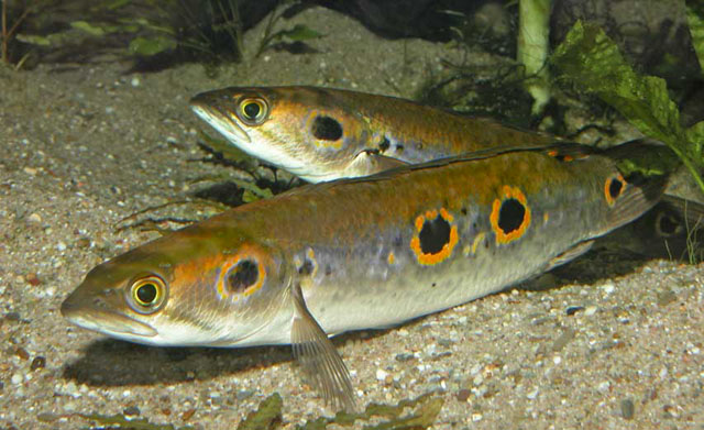 Channa pleurophthalma