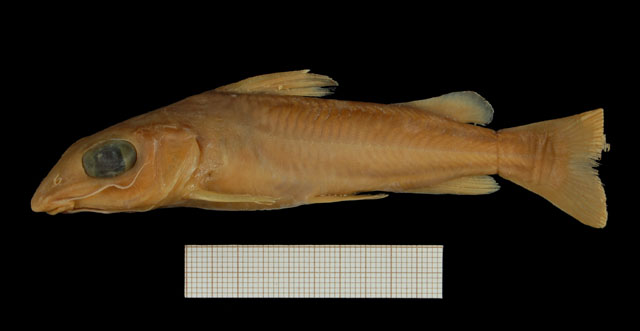 Chrysichthys polli