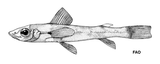 Chlorophthalmus punctatus