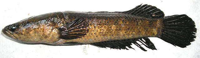 Channa punctata