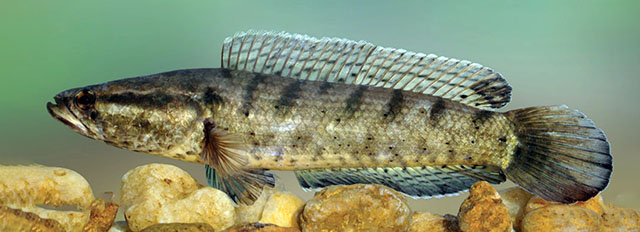 Channa punctata