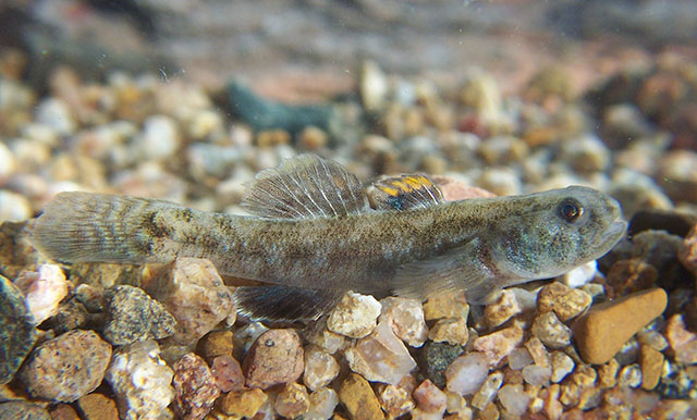 Chlamydogobius ranunculus