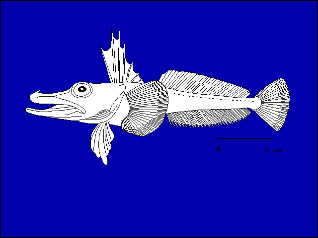 Channichthys rhinoceratus