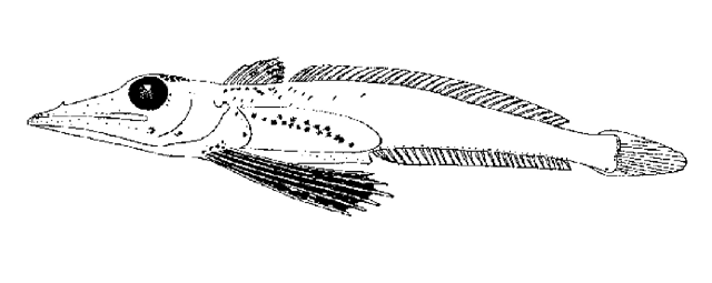 Channichthys rugosus