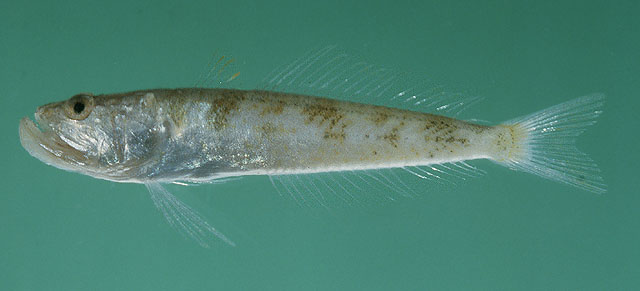 Champsodon sechellensis