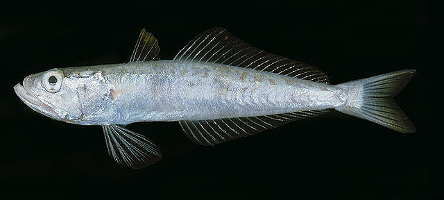 Champsodon sechellensis