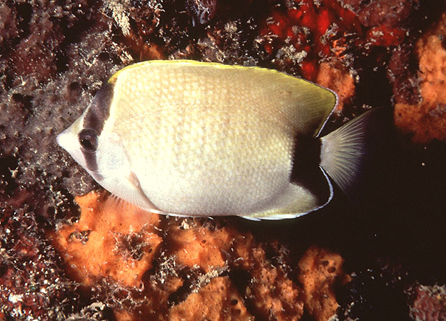 Chaetodon sedentarius