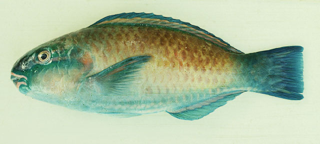 Chlorurus spilurus