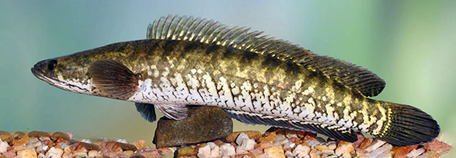 Channa striata