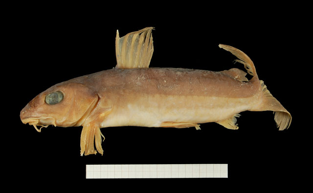 Chrysichthys teugelsi