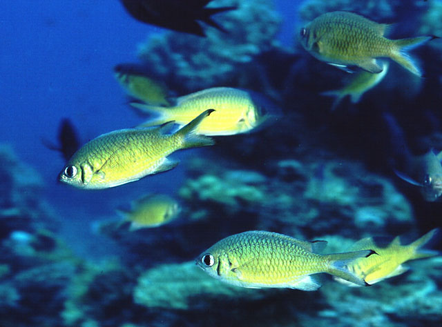 Chromis weberi