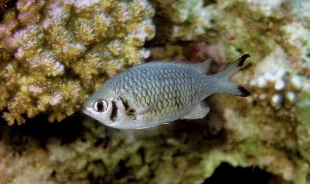 Chromis weberi