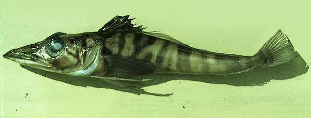 Chaenodraco wilsoni