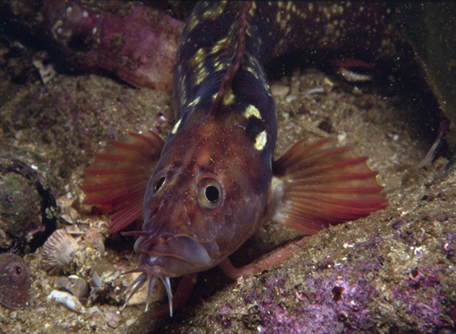 Cirrhibarbis capensis