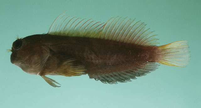 Cirripectes filamentosus