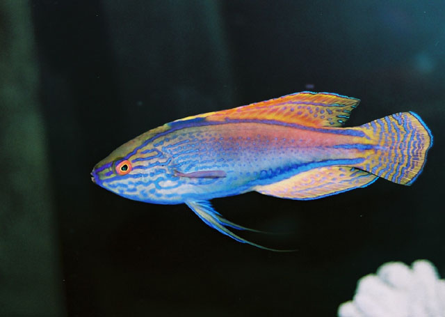 Cirrhilabrus lineatus