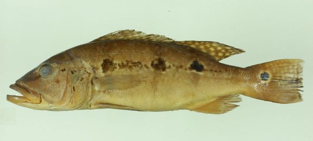 Cichla mirianae