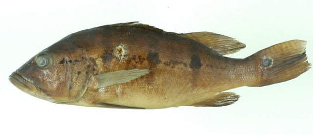 Cichla mirianae