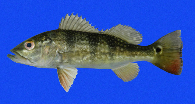 Cichla pleiozona