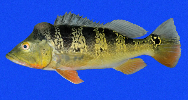 Cichla pleiozona