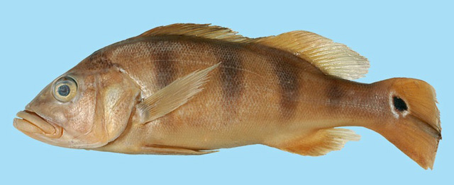 Cichla pleiozona