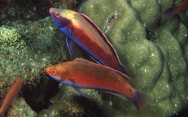 Cirrhilabrus punctatus