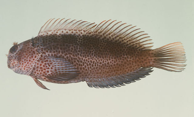 Cirripectes randalli