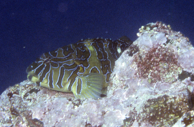 Cirrhitus rivulatus