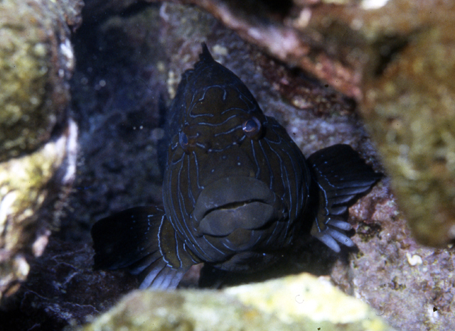 Cirrhitus rivulatus