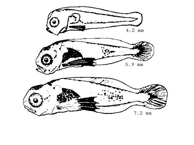 Ciliata septentrionalis