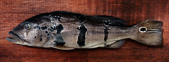 Cichla vazzoleri