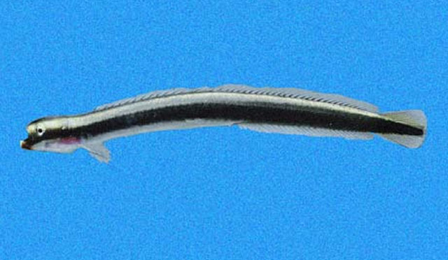 Clarkichthys bilineatus