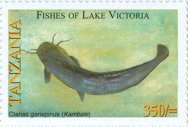 Clarias gariepinus