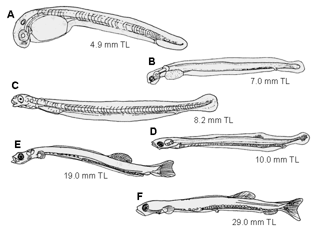 Clupea harengus