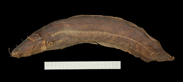 Clarias stappersii