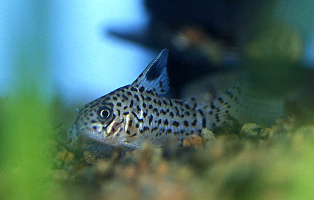 Corydoras acrensis