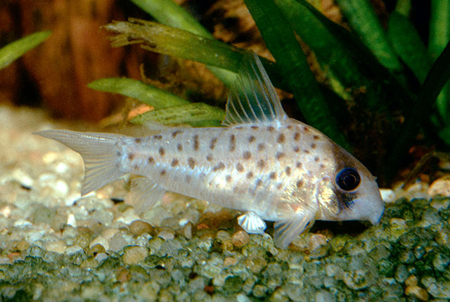 Corydoras atropersonatus