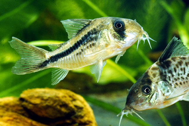 Corydoras axelrodi