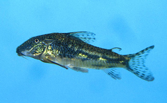 Scleromystax barbatus