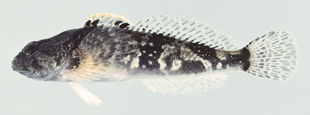 Cottus caeruleomentum