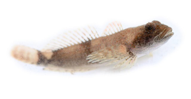 Cottus caeruleomentum