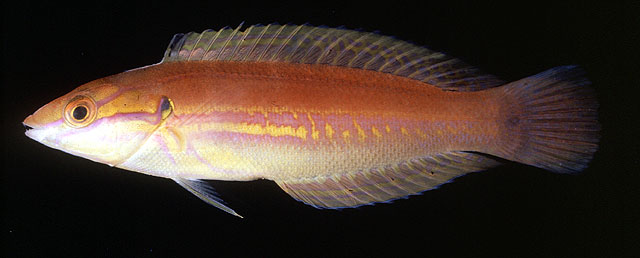 Coris caudimacula