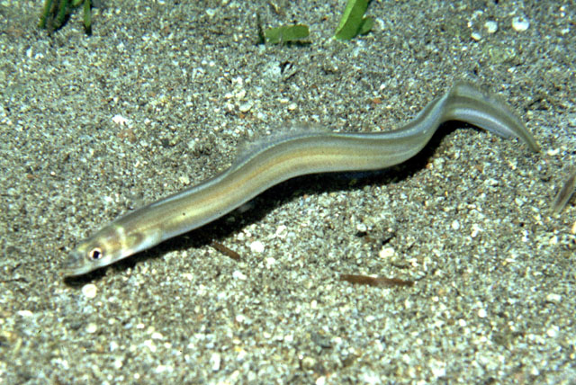 Conger cinereus