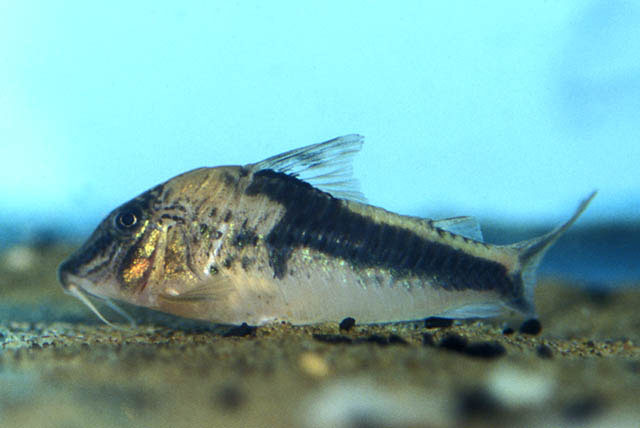 Corydoras coriatae