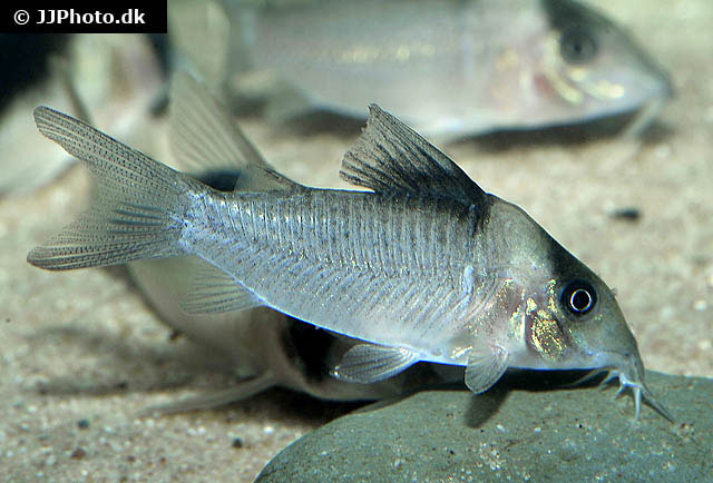 Corydoras crypticus