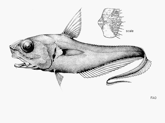 Coryphaenoides delsolari