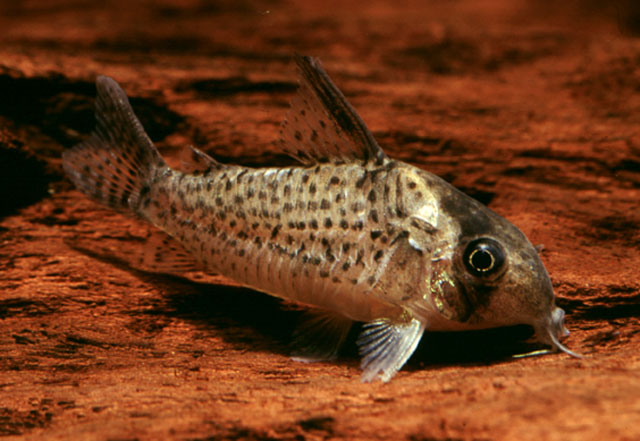 Corydoras delphax