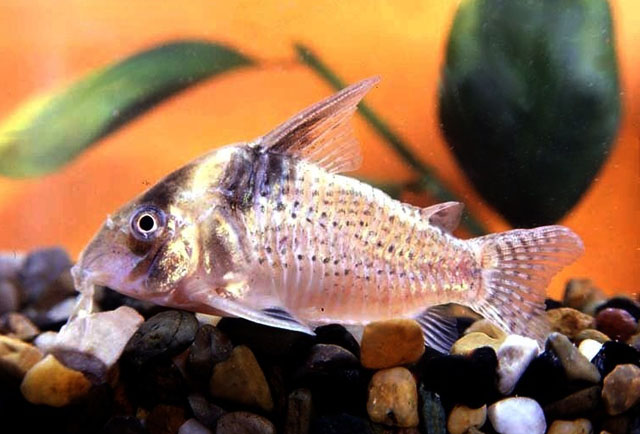 Corydoras delphax